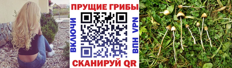 KRAKEN ссылка  Бежецк  Галлюциногенные грибы мицелий 